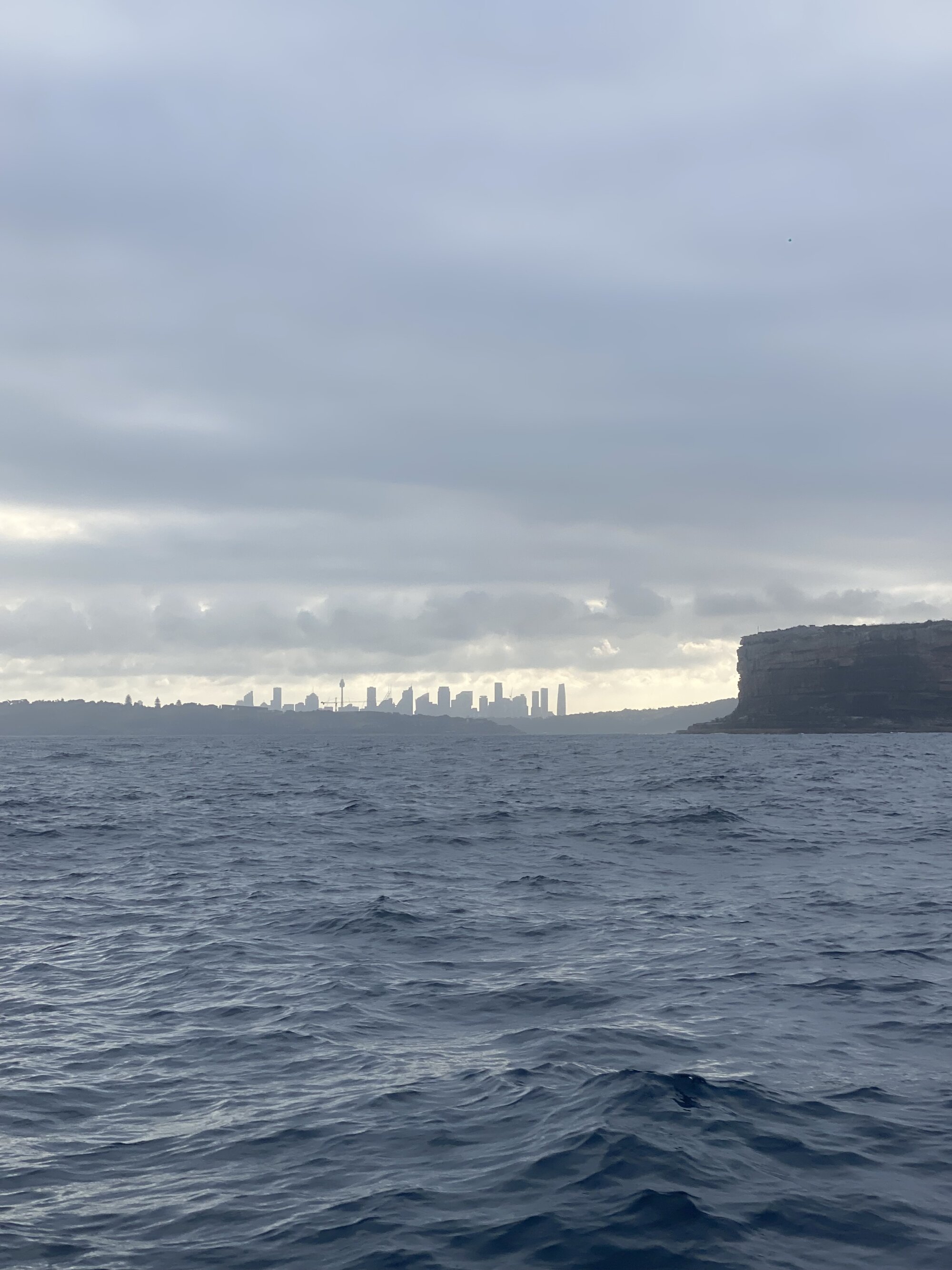 Aussiecock11