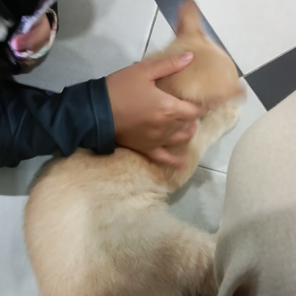 kittenShovel's Offline XXX Chat