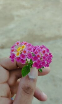 niyk__dz's webcam live show