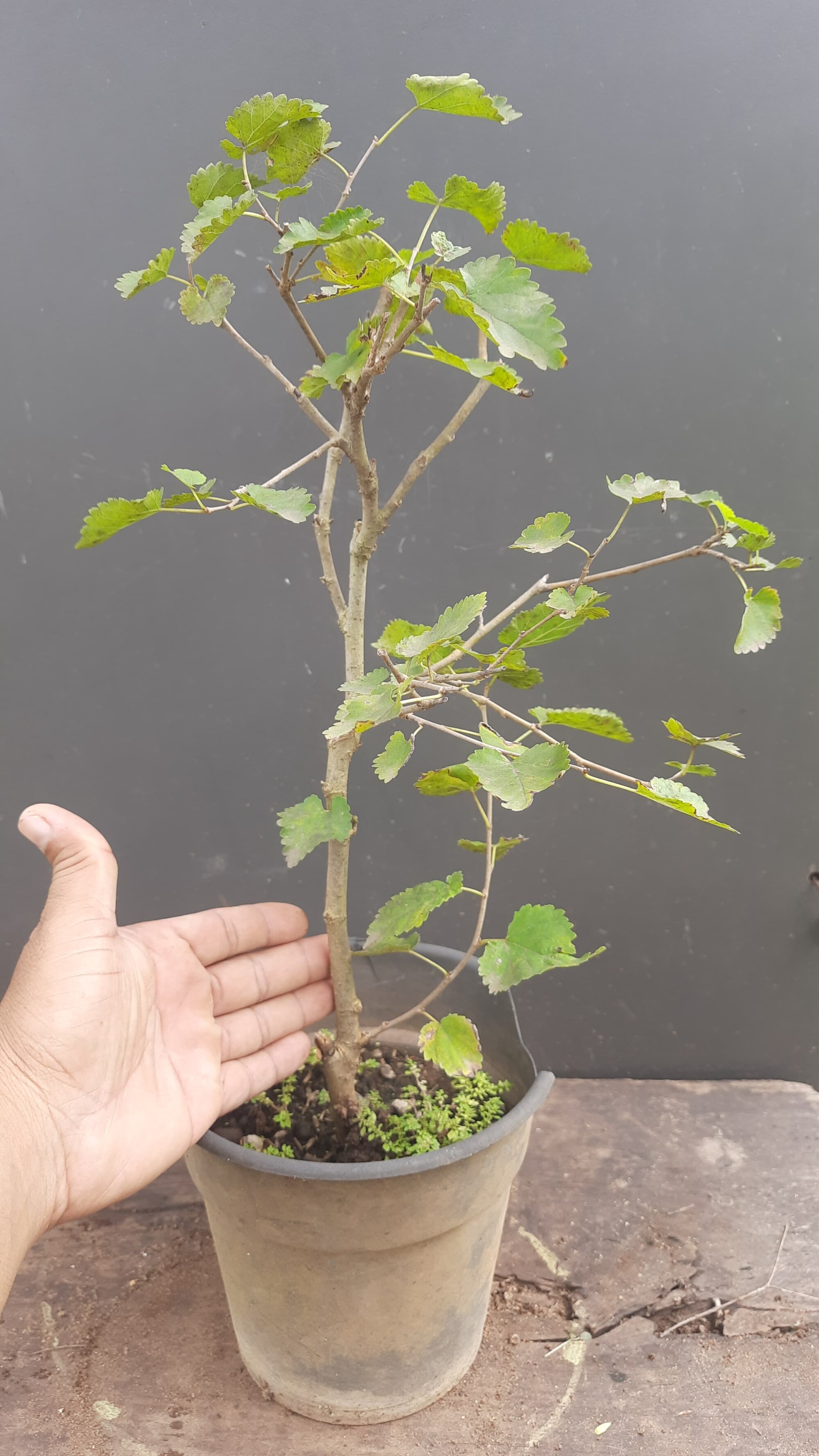 dolphiinn live webcam