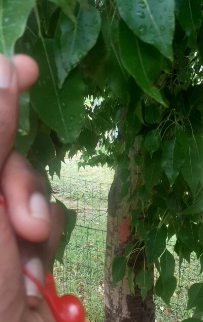 Lebogangthwala Male Cheapprivates Live Cam Porn