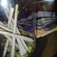 RDGOos's webcam live show