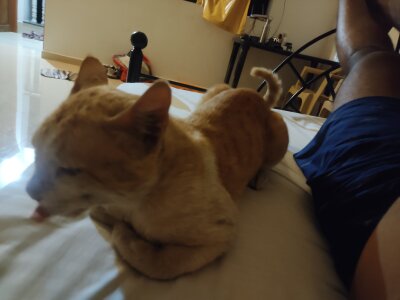 IndianBull0611 Avatar