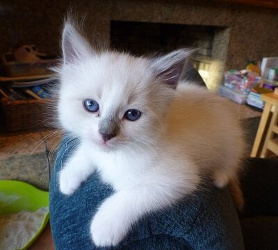 Iamhotmew