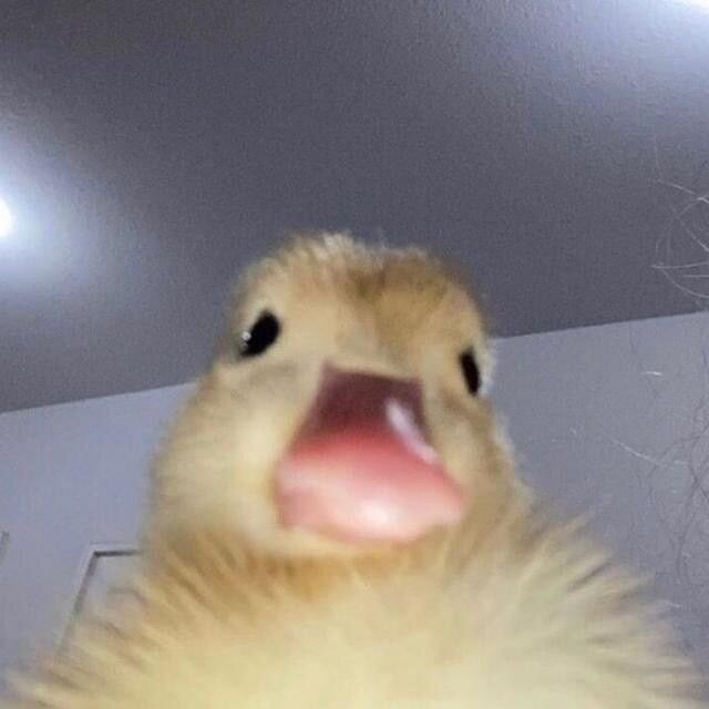 flakytuber