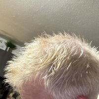 BossNMA007's Offline Chat Room