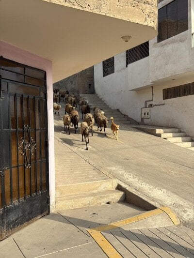 Jceszzz - Stripchat Cam2cam Orgasm Smoke Boy 