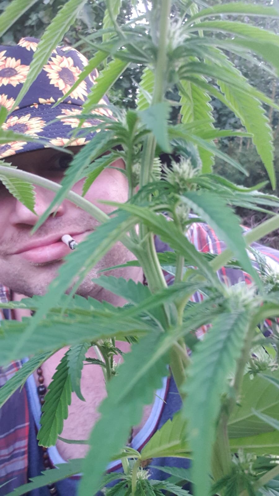Hippiep