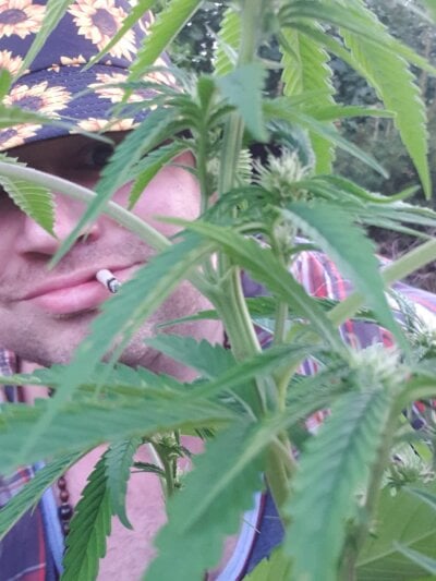 Hippiep