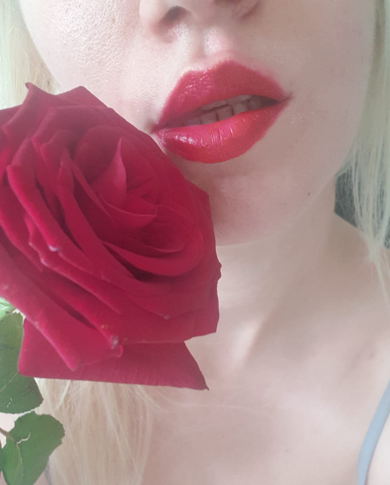 the_red_rose33