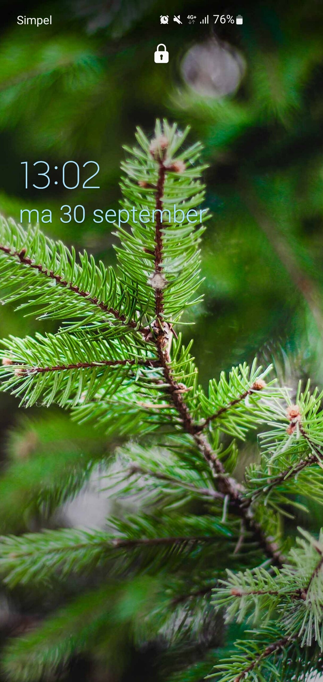Redbulum31