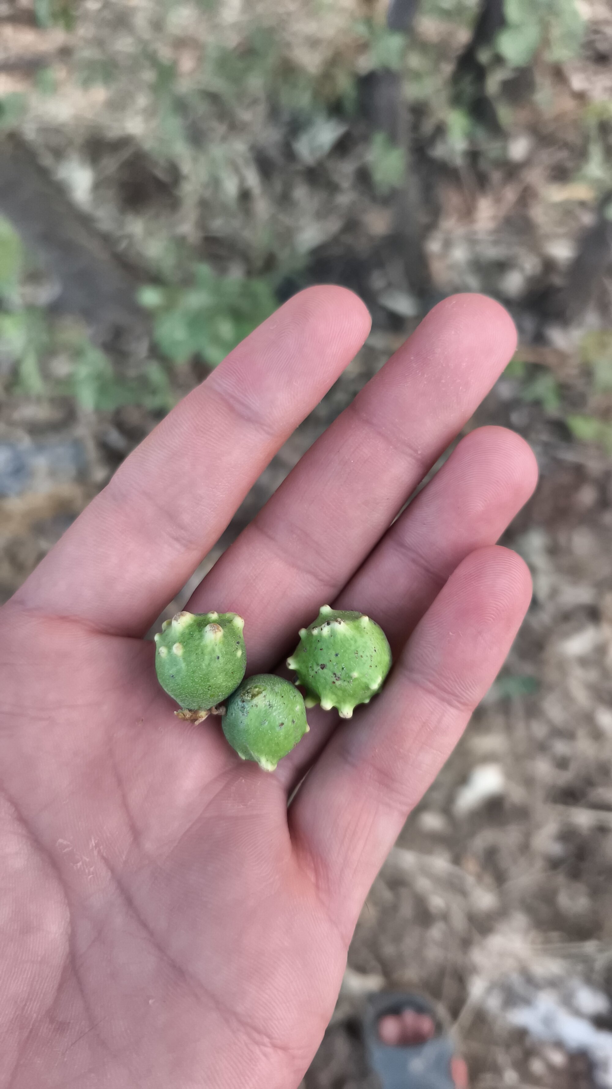 Sert_erkek21_ysm live webcam