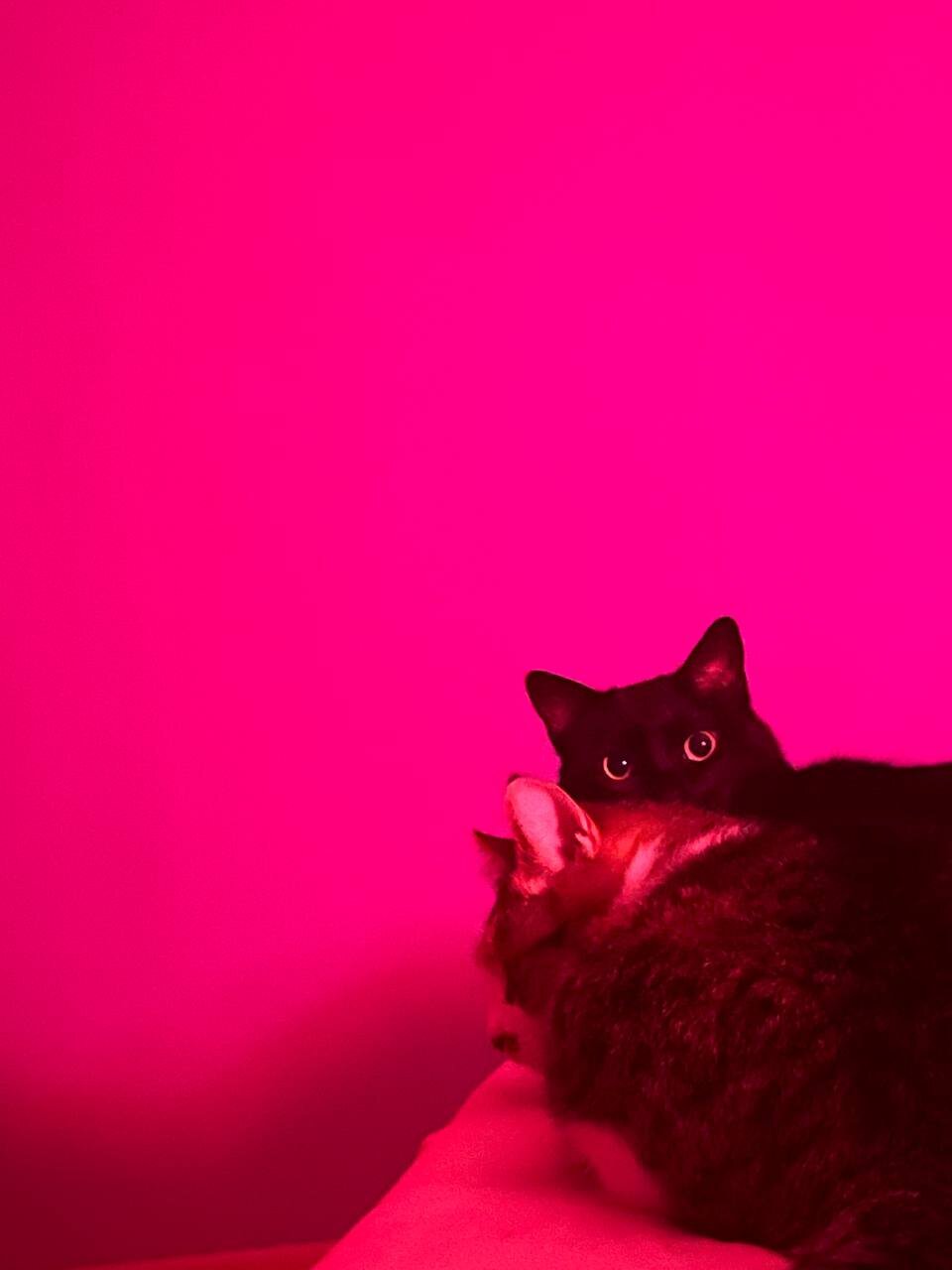 PussyDestroyer1994