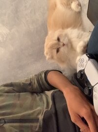 SigmaMaz's webcam live show
