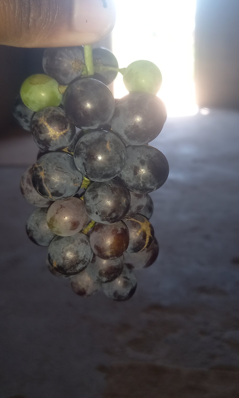 Milagrehope's Offline XXX Chat