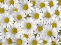 Dropdeaddaisy@xh's Offline Chat Room