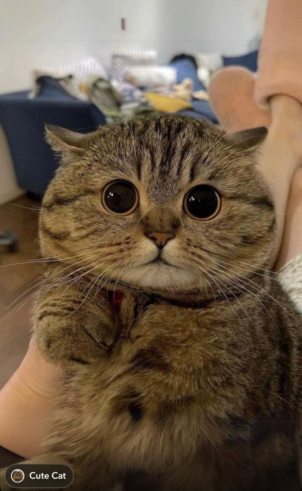 xHelloKitty