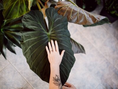 gemmathesexyartist Avatar