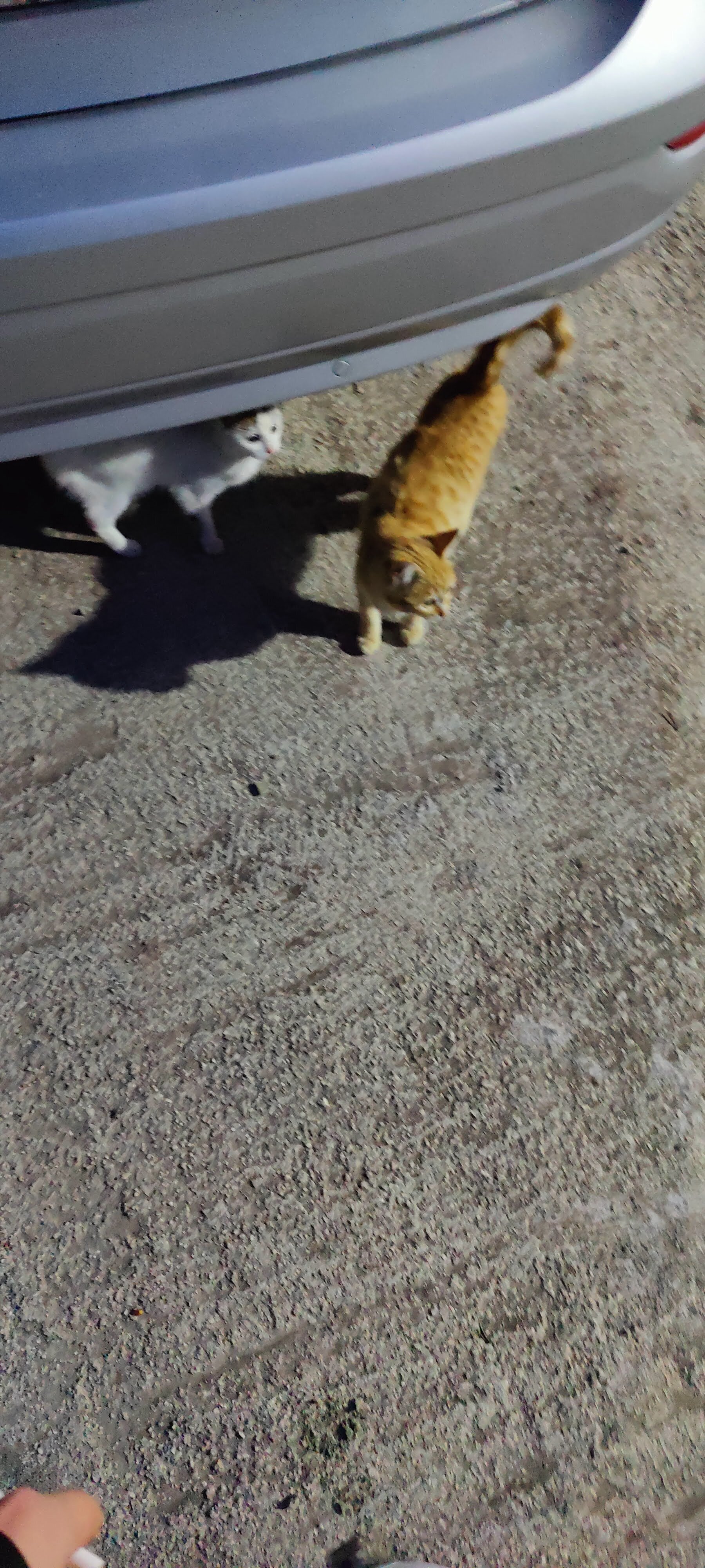 emrekzlk52 live webcam