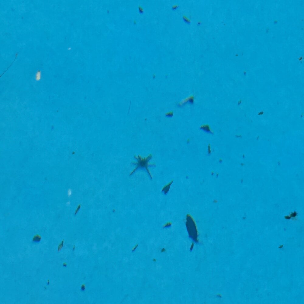 stripchat lindadeshtel webcam profile pic via livesexbbwcams.com