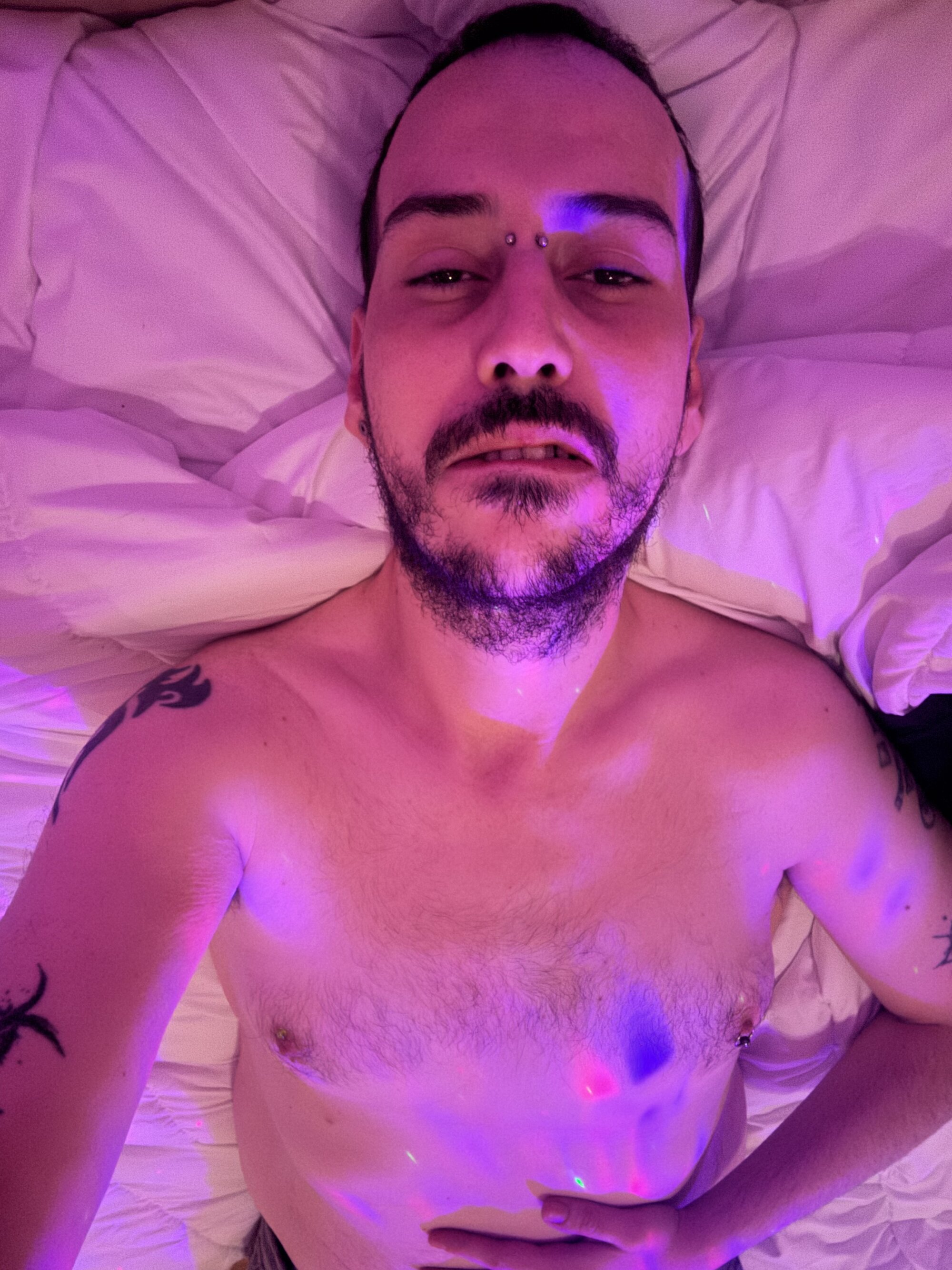 swiss_latino_bear