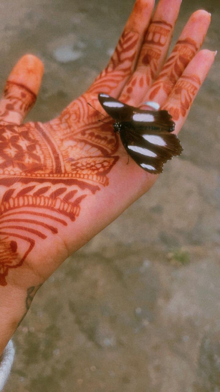 hotbutterfly420