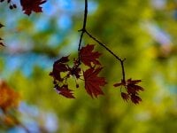 TryMeOrDontLol's webcam live show