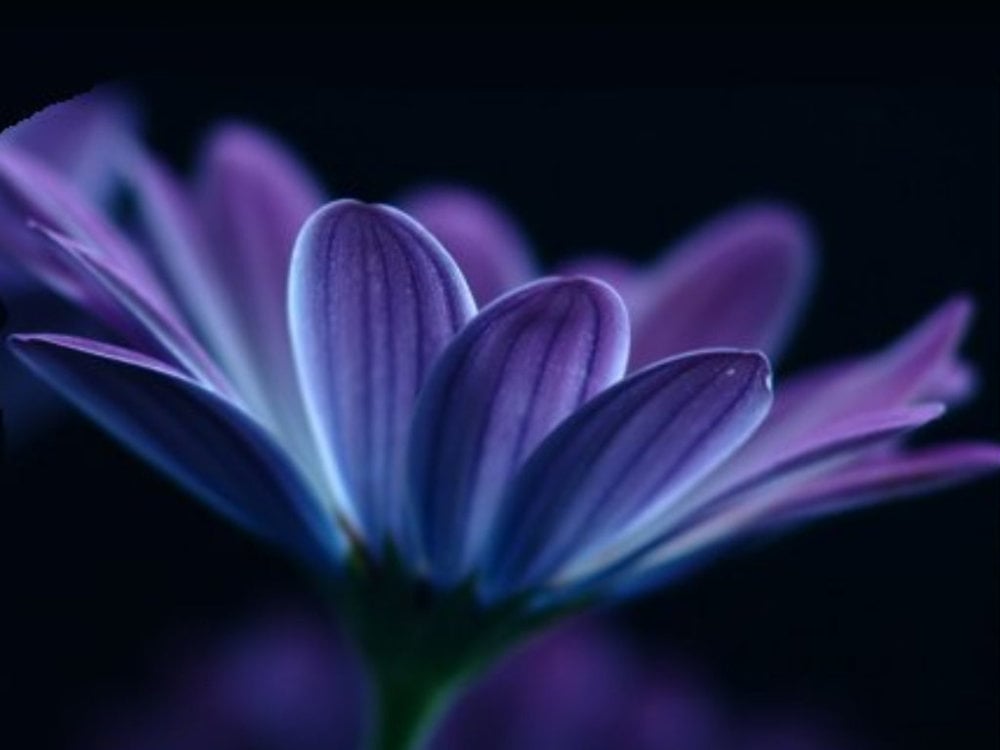 Live sex webcam photo for chathelina #289769281