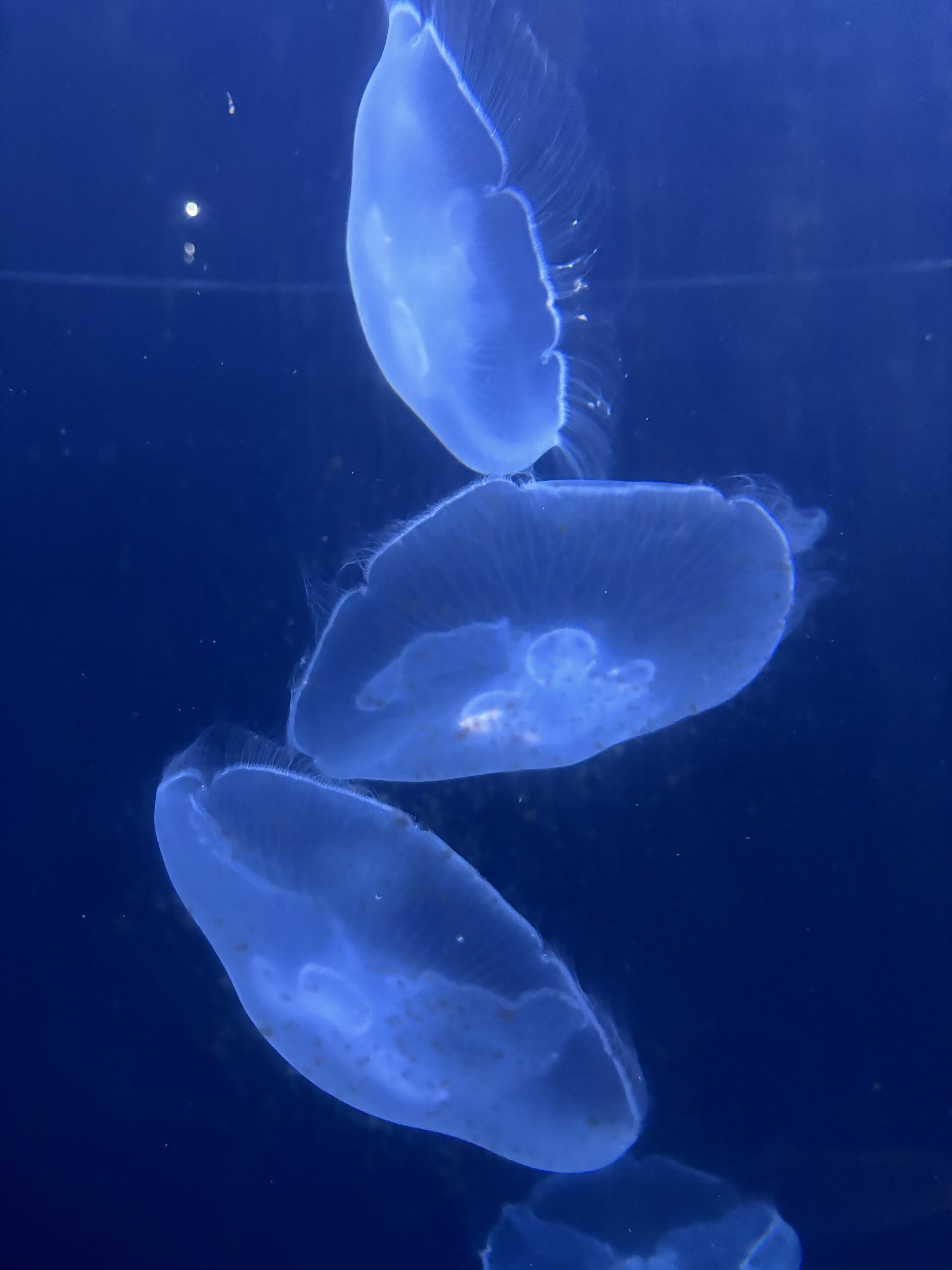 RomaaNaty