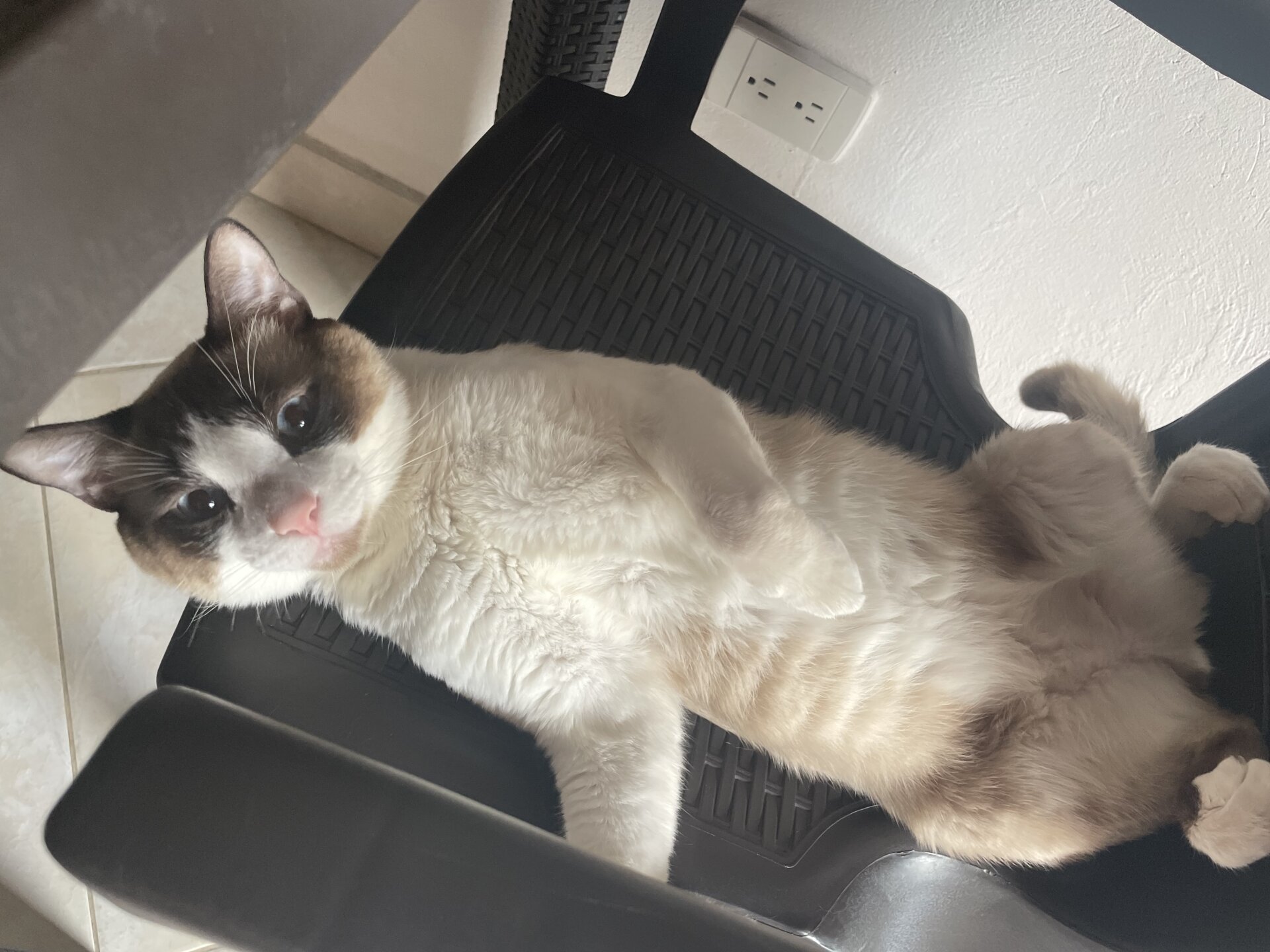 XXX Porn Photo of Nude little_hot_cat1 7